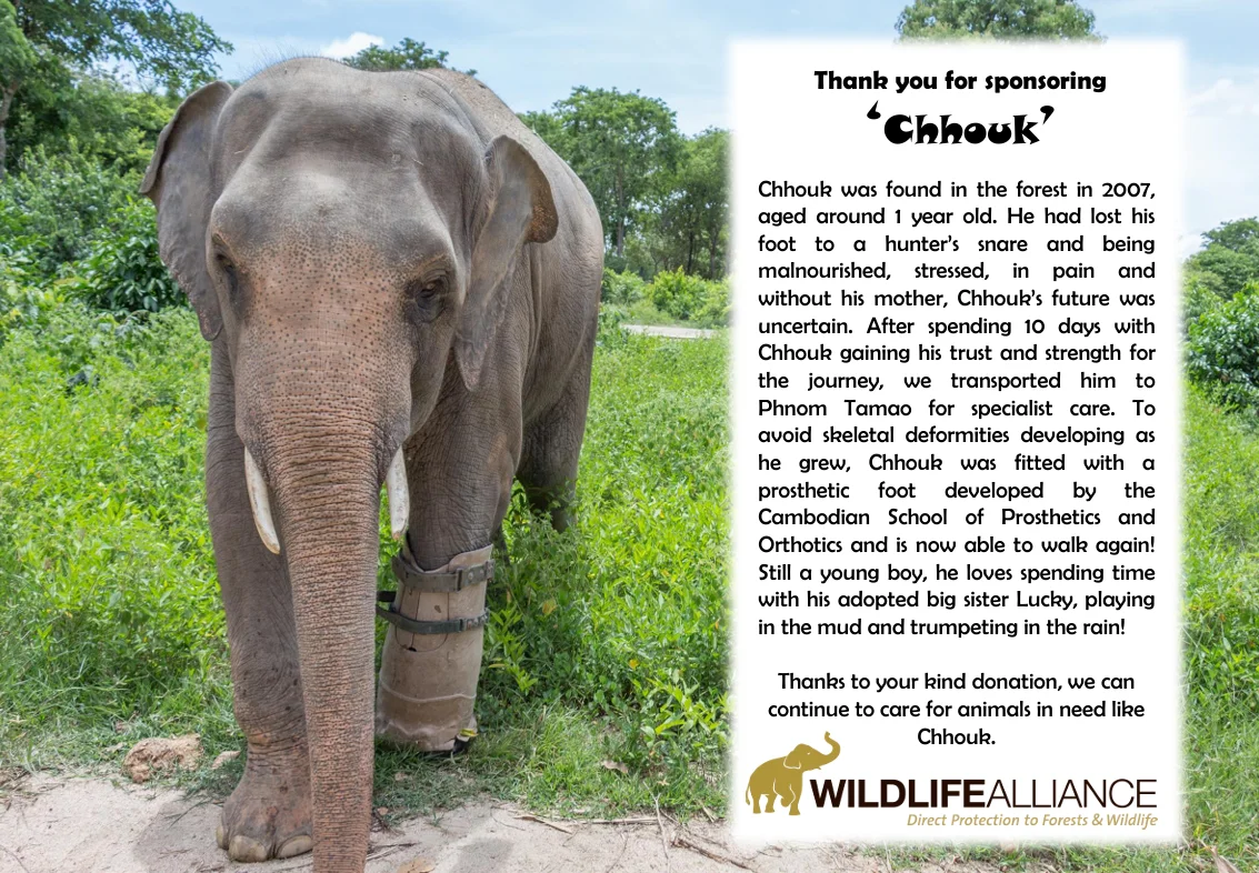 Chhouk the elephant — Wildlife Alliance sponsorship certificate