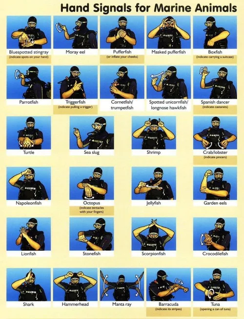 Hand Signals for Marine Animals reference chart