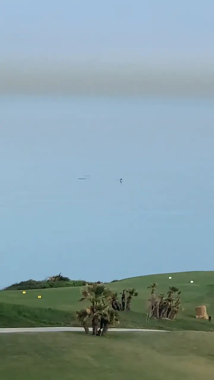 Dolphins off La Alcaidesa